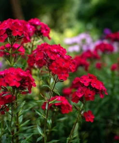 Red Drummond Phlox Seeds - 200 Count - Bright Red Annual Blooms for Gardens - Image 5