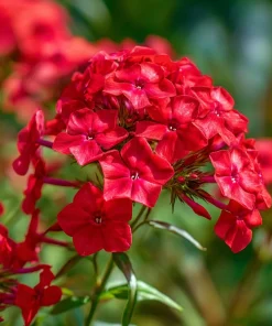 Red Drummond Phlox Seeds - 200 Count - Bright Red Annual Blooms for Gardens - Image 1