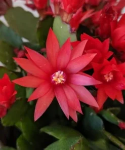 Red Easter Cactus Live Plant, 4-6 Inch Tall Flowering Succulent, Indoor Houseplant - Image 2