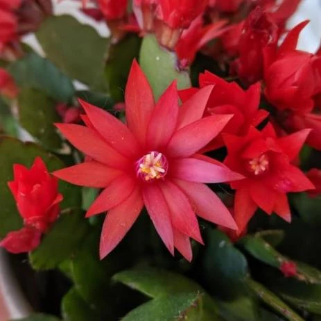 Red Easter Cactus Live Plant, 4-6 Inch Tall Flowering Succulent, Indoor Houseplant - Image 2