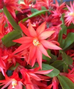 Red Easter Cactus Live Plant, 4-6 Inch Tall Flowering Succulent, Indoor Houseplant - Image 3