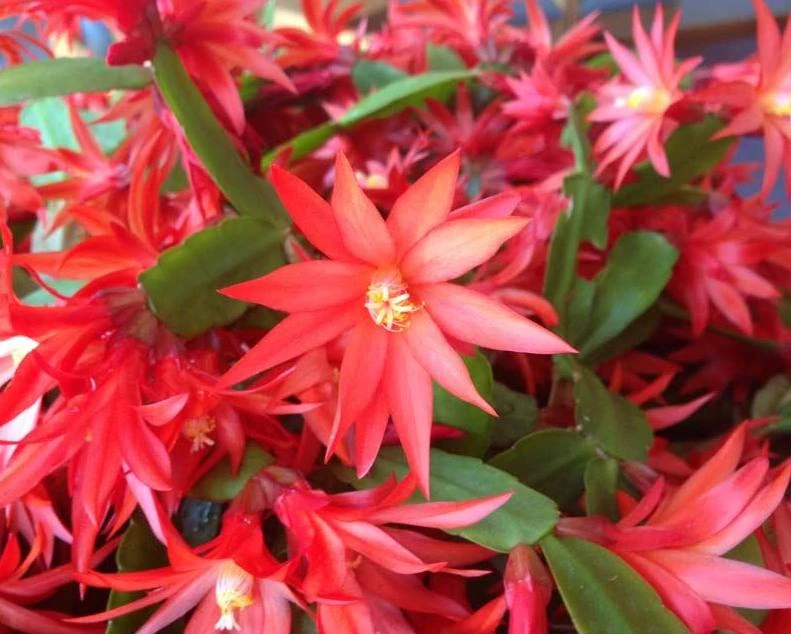 Red Easter Cactus Live Plant, 4-6 Inch Tall Flowering Succulent, Indoor Houseplant - Image 3