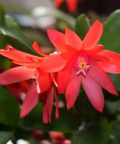Red Easter Cactus Live Plant, 4-6 Inch Tall Flowering Succulent, Indoor Houseplant - Image 4