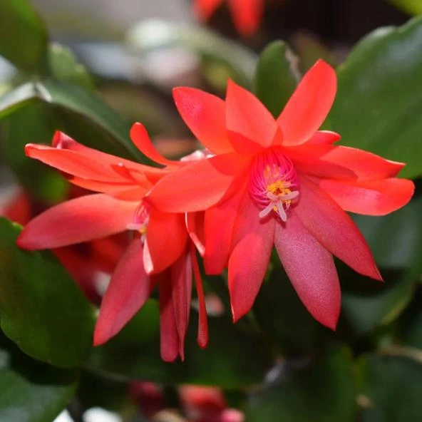 Red Easter Cactus Live Plant, 4-6 Inch Tall Flowering Succulent, Indoor Houseplant - Image 4