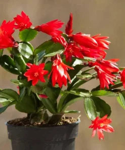 Red Easter Cactus Live Plant, 4-6 Inch Tall Flowering Succulent, Indoor Houseplant - Image 5