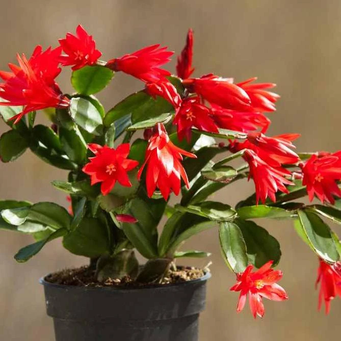 Red Easter Cactus Live Plant, 4-6 Inch Tall Flowering Succulent, Indoor Houseplant - Image 5