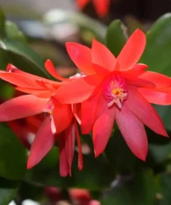 Red Easter Cactus Live Plant, 4-6 Inch Tall Flowering Succulent, Indoor Houseplant - Image 6