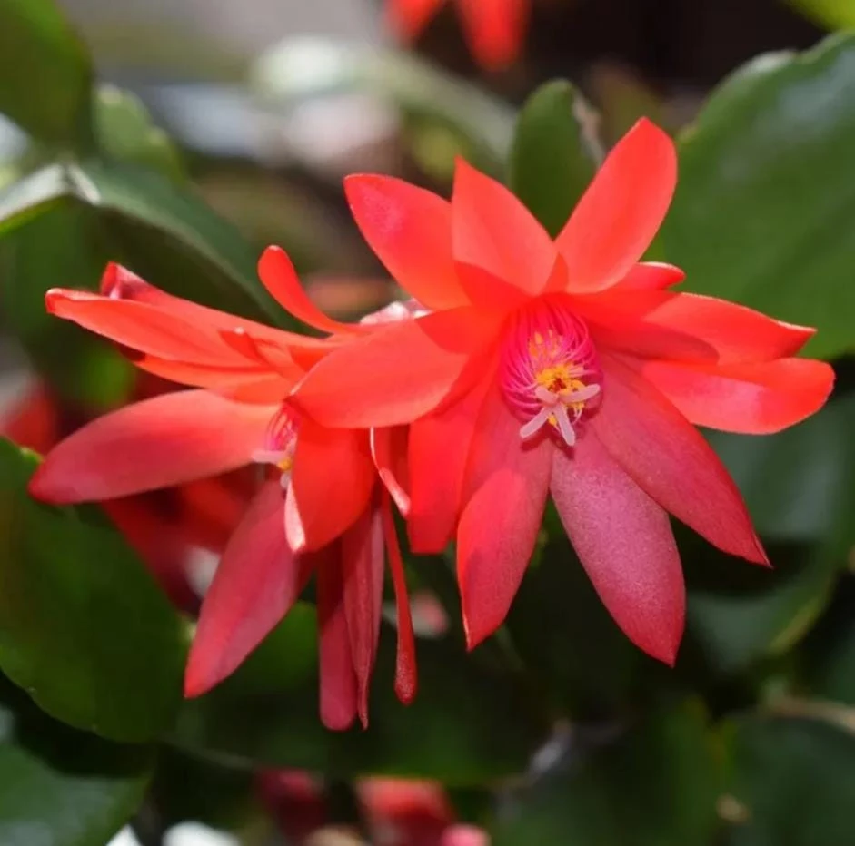 Red Easter Cactus Live Plant, 4-6 Inch Tall Flowering Succulent, Indoor Houseplant - Image 6