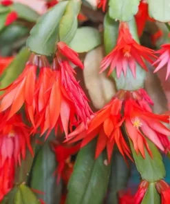 Red Easter Cactus Live Plant, 4-6 Inch Tall Flowering Succulent, Indoor Houseplant - Image 7