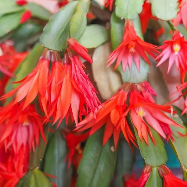 Red Easter Cactus Live Plant, 4-6 Inch Tall Flowering Succulent, Indoor Houseplant - Image 7