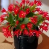 Red Easter Cactus Live Plant, 4-6 Inch Tall Flowering Succulent, Indoor Houseplant - Image 1