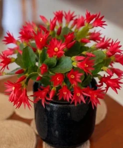 Red Easter Cactus Live Plant, 4-6 Inch Tall Flowering Succulent, Indoor Houseplant - Image 1