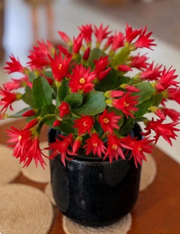 Red Easter Cactus Live Plant, 4-6 Inch Tall Flowering Succulent, Indoor Houseplant - Image 1