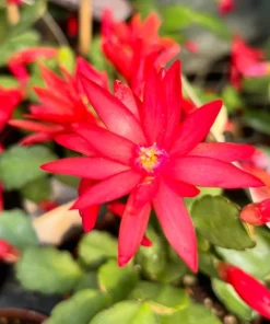 Red Easter Cactus Live Plant – Blooming Succulent – 4 to 6 Inch Tall – Indoor Outdoor - Image 2