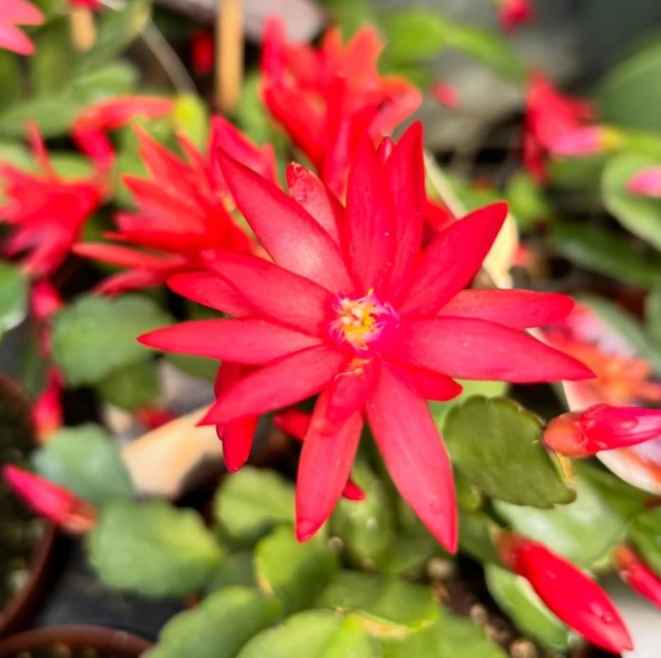 Red Easter Cactus Live Plant – Blooming Succulent – 4 to 6 Inch Tall – Indoor Outdoor - Image 2