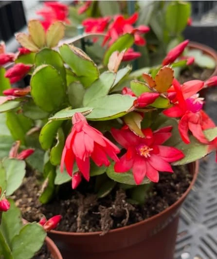 Red Easter Cactus Live Plant – Blooming Succulent – 4 to 6 Inch Tall – Indoor Outdoor - Image 3
