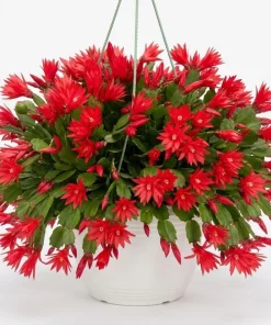 Red Easter Cactus Live Plant – Blooming Succulent – 4 to 6 Inch Tall – Indoor Outdoor - Image 4