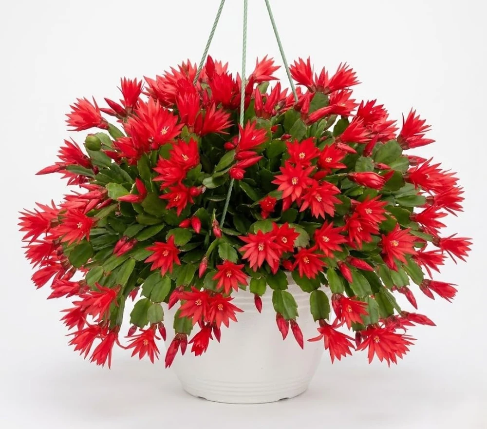 Red Easter Cactus Live Plant – Blooming Succulent – 4 to 6 Inch Tall – Indoor Outdoor - Image 4