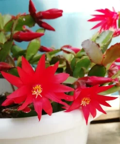 Red Easter Cactus Live Plant – Blooming Succulent – 4 to 6 Inch Tall – Indoor Outdoor - Image 5