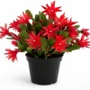 Red Easter Cactus Live Plant – Blooming Succulent – 4 to 6 Inch Tall – Indoor Outdoor - Image 1