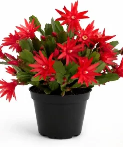 Red Easter Cactus Live Plant – Blooming Succulent – 4 to 6 Inch Tall – Indoor Outdoor - Image 1