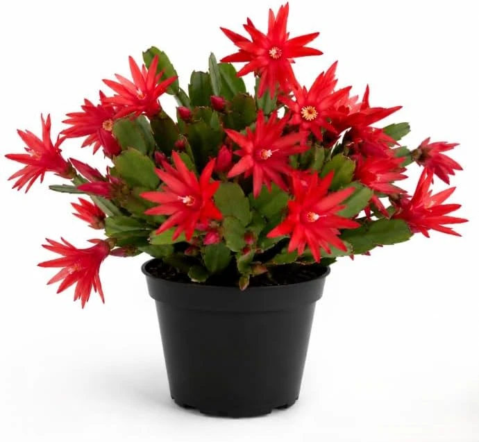 Red Easter Cactus Live Plant – Blooming Succulent – 4 to 6 Inch Tall – Indoor Outdoor - Image 1