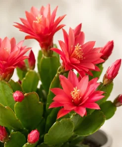Red Easter Cactus Live Plant – Spring Houseplant – 4-8 Inches Tall - Image 3