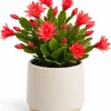 Red Easter Cactus Live Plant – Spring Houseplant – 4-8 Inches Tall - Image 1