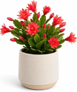 Red Easter Cactus Live Plant – Spring Houseplant – 4-8 Inches Tall - Image 1