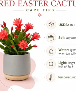Red Easter Cactus Live Plant – Spring Houseplant – 4-8 Inches Tall - Image 4