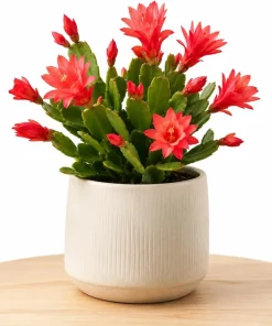 Red Easter Cactus Live Plant – Spring Houseplant – 4-8 Inches Tall - Image 6