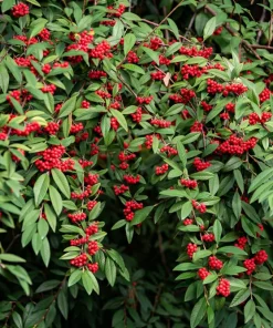 Red Elderberry Seeds (Sambucus Racemosa) - 100 Seeds for Growing Fruit Trees - Image 12