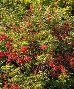 Red Elderberry Seeds (Sambucus Racemosa) - 100 Seeds for Growing Fruit Trees - Image 13