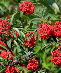Red Elderberry Seeds (Sambucus Racemosa) - 100 Seeds for Growing Fruit Trees - Image 2