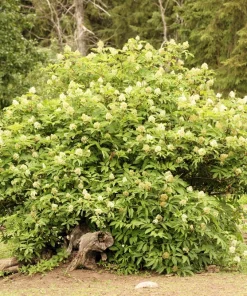 Red Elderberry Seeds (Sambucus Racemosa) - 100 Seeds for Growing Fruit Trees - Image 3