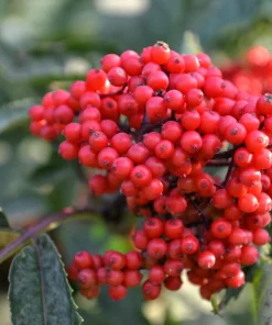 Red Elderberry Seeds (Sambucus Racemosa) - 100 Seeds for Growing Fruit Trees - Image 4