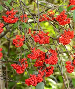 Red Elderberry Seeds (Sambucus Racemosa) - 100 Seeds for Growing Fruit Trees - Image 5