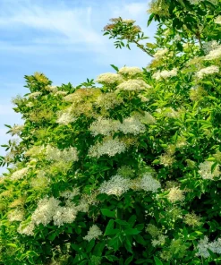 Red Elderberry Seeds (Sambucus Racemosa) - 100 Seeds for Growing Fruit Trees - Image 6