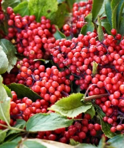 Red Elderberry Seeds (Sambucus Racemosa) - 100 Seeds for Growing Fruit Trees - Image 7