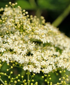 Red Elderberry Seeds (Sambucus Racemosa) - 100 Seeds for Growing Fruit Trees - Image 8