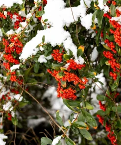 Red Elderberry Seeds (Sambucus Racemosa) - 100 Seeds for Growing Fruit Trees - Image 9