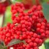 Red Elderberry Seeds (Sambucus Racemosa) - 100 Seeds for Growing Fruit Trees - Image 1