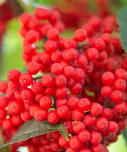 Red Elderberry Seeds (Sambucus Racemosa) - 100 Seeds for Growing Fruit Trees - Image 1