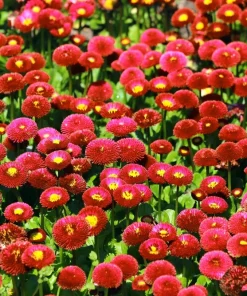 Red English Daisy Seeds - Bellis Perennis Double Flower, 100 Seeds - Image 2