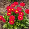 Red English Daisy Seeds - Bellis Perennis Double Flower, 100 Seeds - Image 1