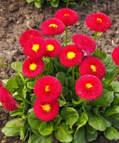 Red English Daisy Seeds - Bellis Perennis Double Flower, 100 Seeds - Image 1