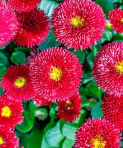 Red English Daisy Seeds - Bellis Perennis Double Flower, 100 Seeds - Image 3