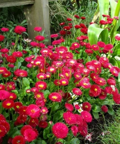 Red English Daisy Seeds - Bellis Perennis Double Flower, 100 Seeds - Image 5