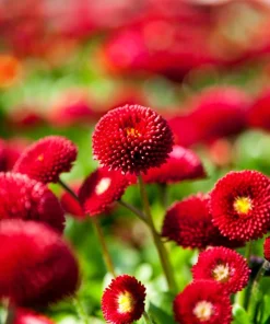 Red English Daisy Seeds - Bellis Perennis Double Flower, 100 Seeds - Image 6
