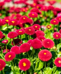 Red English Daisy Seeds - Bellis Perennis Double Flower, 100 Seeds - Image 7